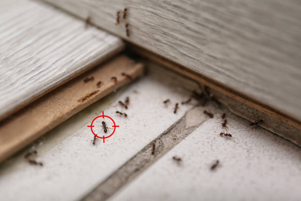 Best Ant Control Services  in Ransomville, NY
