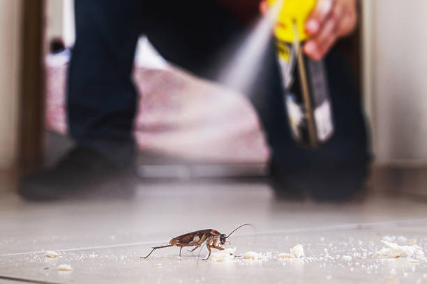 Flea Control Services in Ransomville, NY